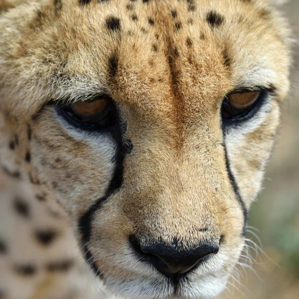 Африка. Намибия. Гепард — стоковое фото