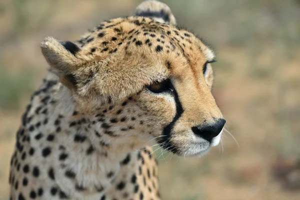 Africa. Namibia. Cheetah — Stock Photo, Image