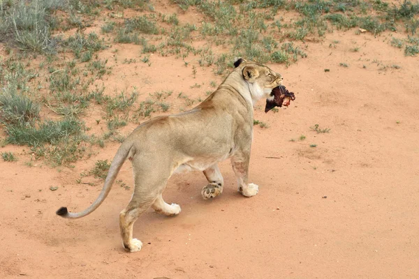Lwica, Namibia, Afryka — Zdjęcie stockowe