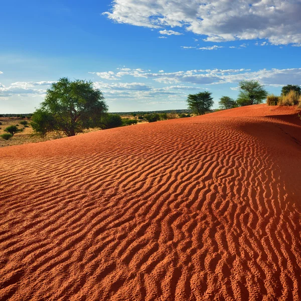 Έρημο Καλαχάρι, Ναμίμπια — Φωτογραφία Αρχείου