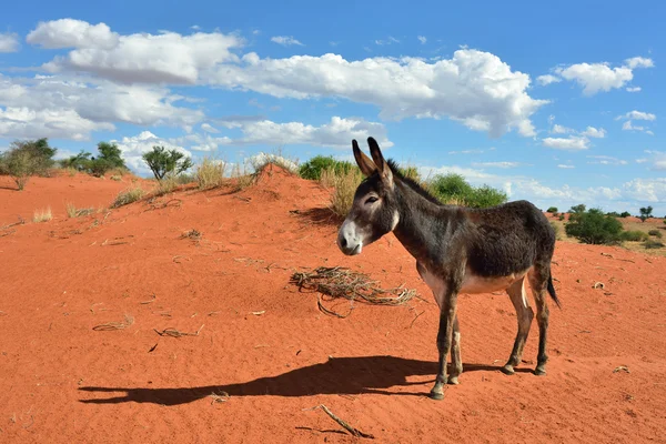 Donkey in the desert — Stock Photo, Image