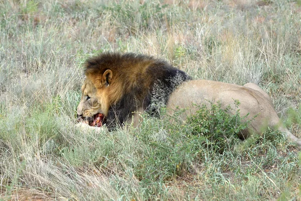 Leão, Namíbia, África — Fotografia de Stock