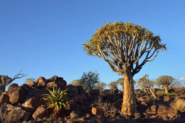 Сагайдак дерева лісу Намібії — стокове фото