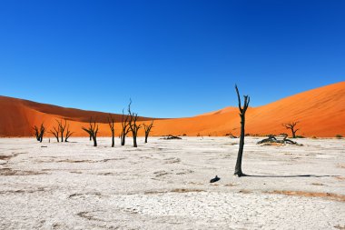 Deadvlei, Sossusvlei. Namibya