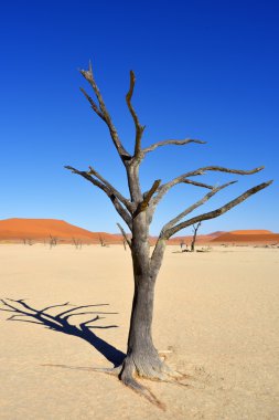 Deadvlei, Sossusvlei. Namibya
