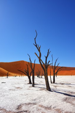 Deadvlei, Sossusvlei. Namibya