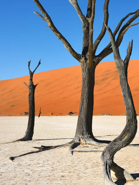 Deadvlei, Sossusvlei. Namibië — Stockfoto