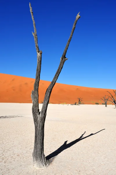 Deadvlei, Sossusvlei. Namibya