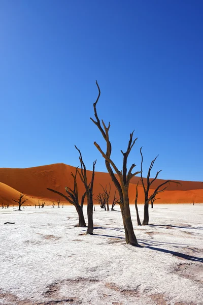 Deadvlei, Sossusvlei. Namibya