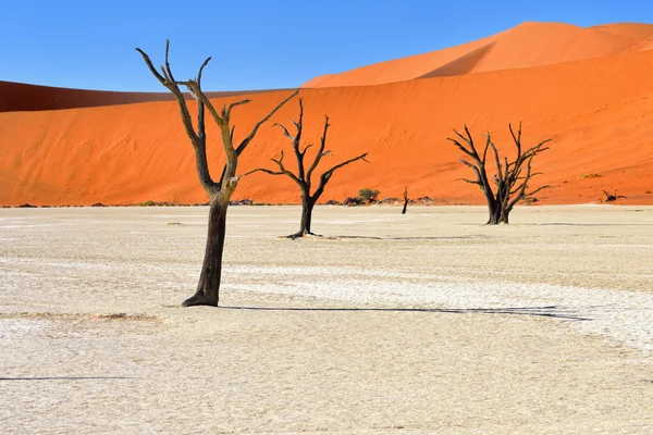 Deadvlei, Sossusvlei. Namibya