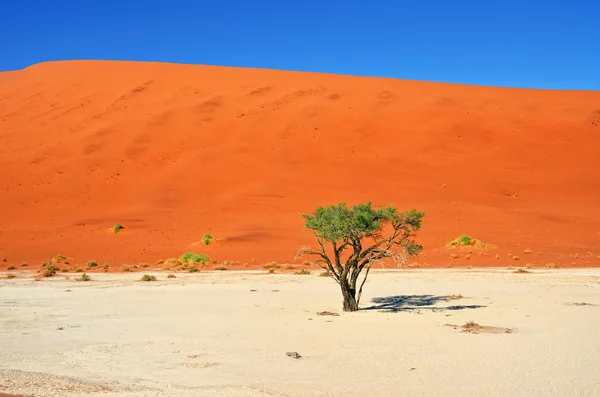 Deadvlei, Sossusvlei. Namibie — Photo