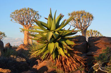Agav bitki Namibya