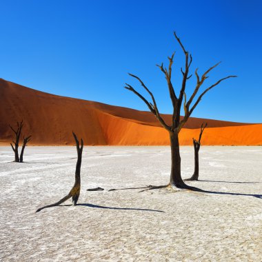 Deadvlei, Sossusvlei. Namibya