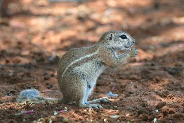 Esquilo de terra do cabo — Fotografia de Stock