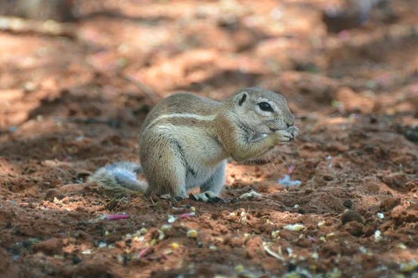 Ardilla de Cabo Terreno — Foto de Stock