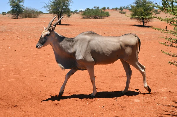 Antylopa Eland w Namibii — Zdjęcie stockowe