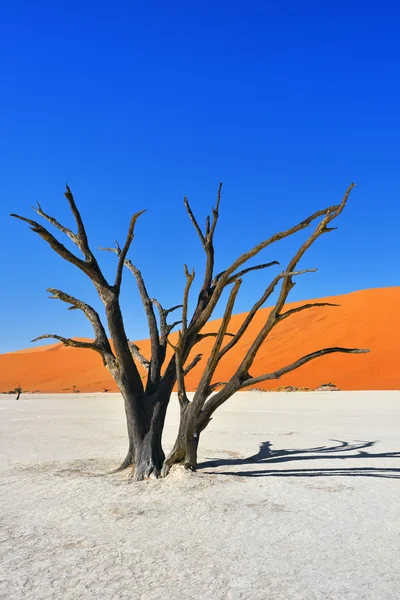 Deadvlei, Sossusvlei. Namibya