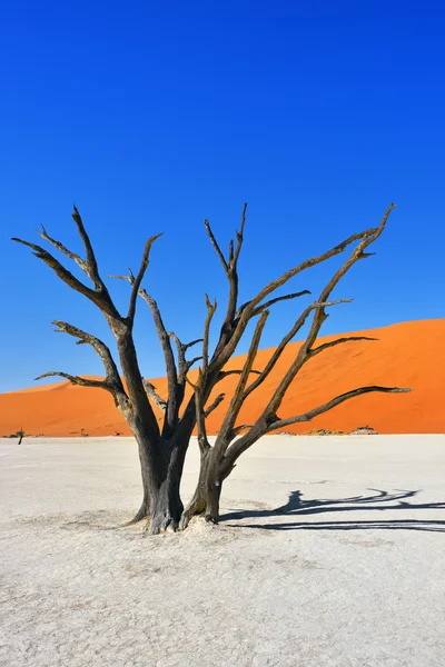 Deadvlei, Sossusvlei. Namibia — Foto de Stock