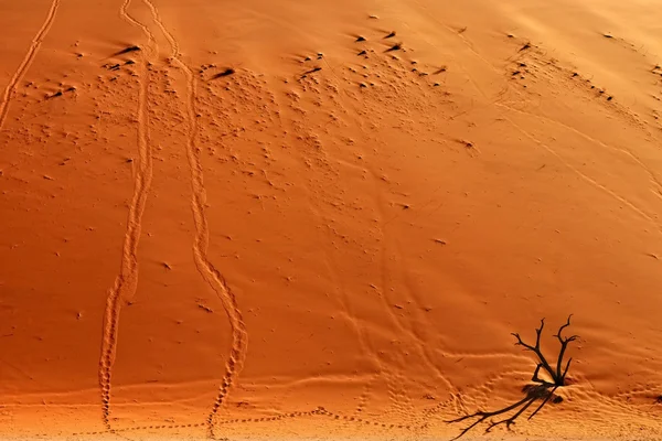 Deadvlei, Sossusvlei. Namibya, Afrika