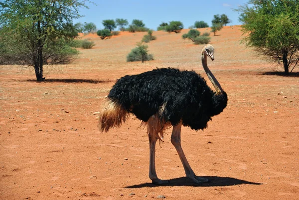 Vrouwelijke struisvogel in Afrika — Stockfoto