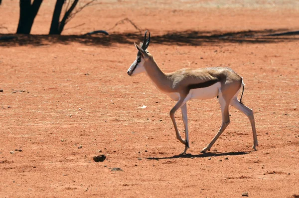 Africké přírody, Namibie, sprigbok — Stock fotografie