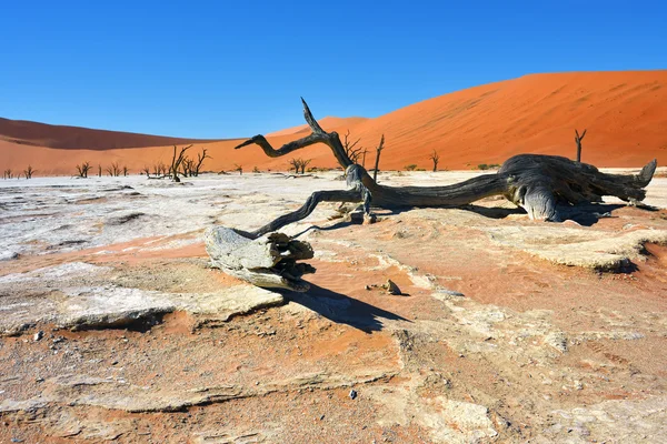 Parque Nacional Namib-Naukluft, Namibia, África . — Foto de Stock