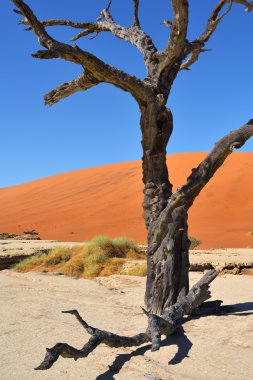 Deadvlei, Sossusvlei. Namib-Naukluft Milli Parkı, Namibya