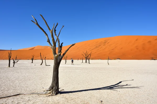 Deadvlei、ソーサス フライ。ナミブナウクルフト国立公園, ナミビア — ストック写真