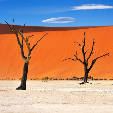 Deadvlei, Namib-Naukluft Milli Parkı, Namibya, Afrika