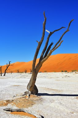 Deadvlei, Namib-Naukluft Milli Parkı, Namibya, Afrika
