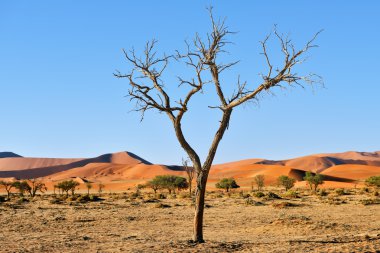 Namib-Naukluft Milli Parkı, Namibya, Afrika