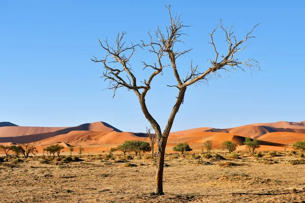 Parque Nacional Namib-Naukluft, Namibia, África — Foto de Stock