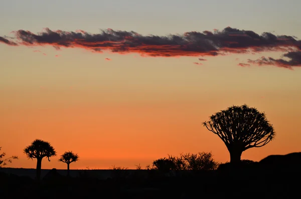 Quiver Tree Forest Namibia — Fotografie, imagine de stoc