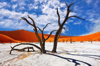 Deadvlei, Sossusvlei. Namibya