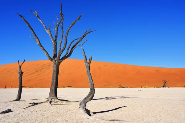 Deadvlei、ソーサス フライ。ナミビア — ストック写真