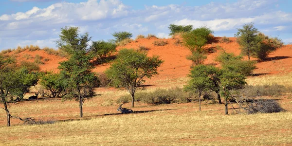 Poušti Kalahari, Namibie — Stock fotografie