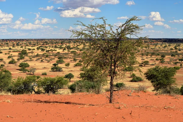 Deserto de Kalahari, Namíbia — Fotografia de Stock