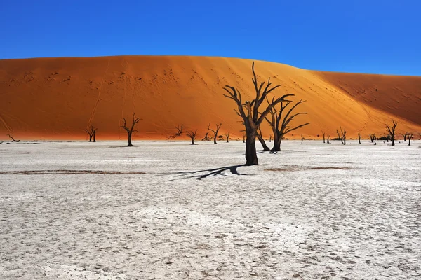 Deadvlei, Sossusvlei. Namibia — Stock Photo, Image