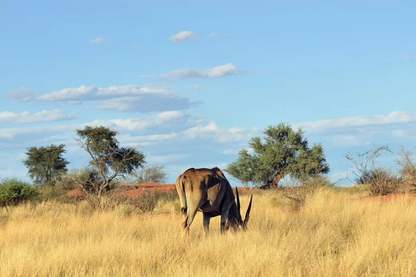 Vida selvagem africana. Grande antílope kudu — Fotografia de Stock