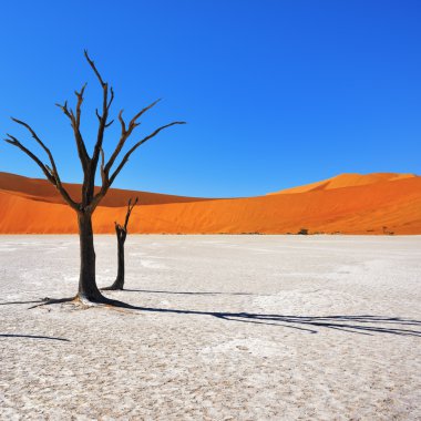 Deadvlei, Sossusvlei. Namibya