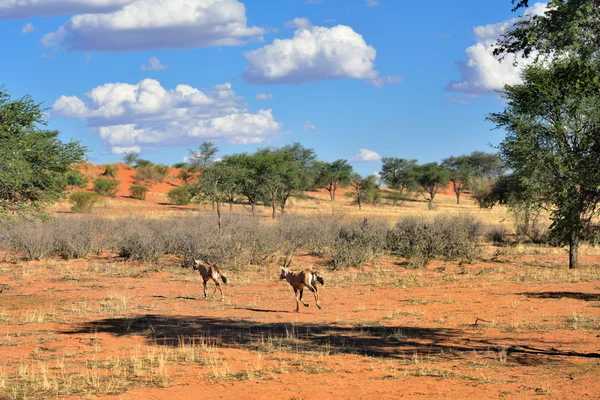 Désert du Kalahari, Namibie — Photo