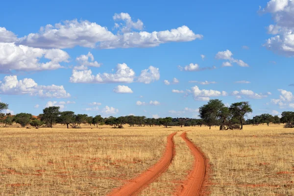 The Kalahari desert, Namibia — Stock Photo, Image