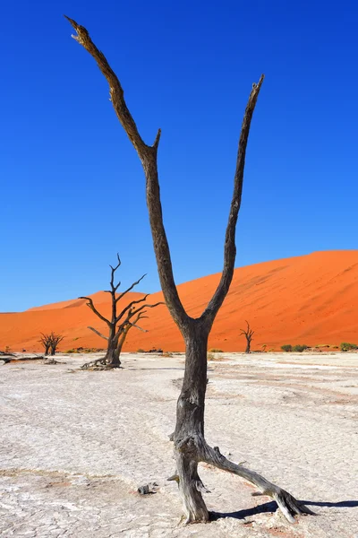 Deadvlei, Sossusvlei. Namibia — Stock Photo, Image