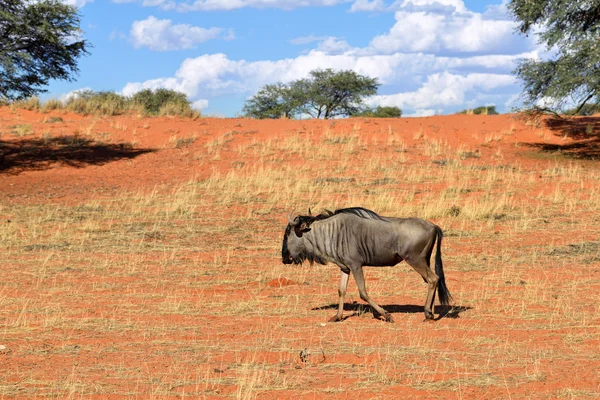 Blue wildebeest antelope in Kalahari, Africa — Stock Photo, Image