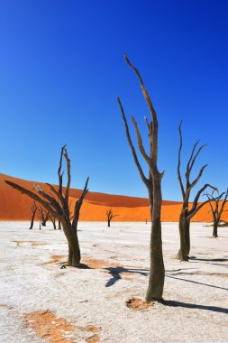 Deadvlei, Sossusvlei. Namibya