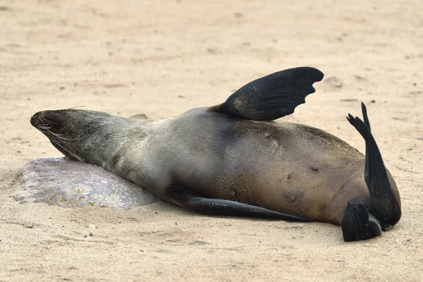 Relaxed cape fur seal, Namibia — Stock Photo, Image