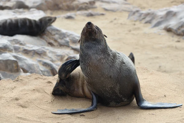 Wild cape fur seal, Namibia — Stock Photo, Image