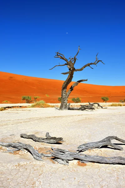 Deadvlei, Sossusvlei. Намібія — стокове фото