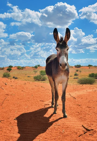 Burro no deserto — Fotografia de Stock