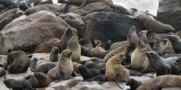 Colonia de focas de piel de capa, Namibia — Foto de Stock